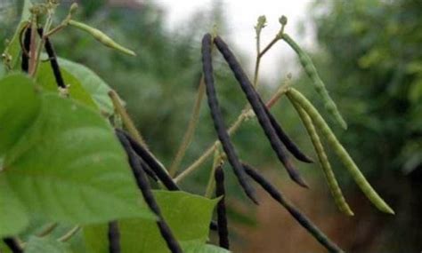 種紅豆|如何種植紅豆？排水良好、富含有機質的土壤是關鍵 